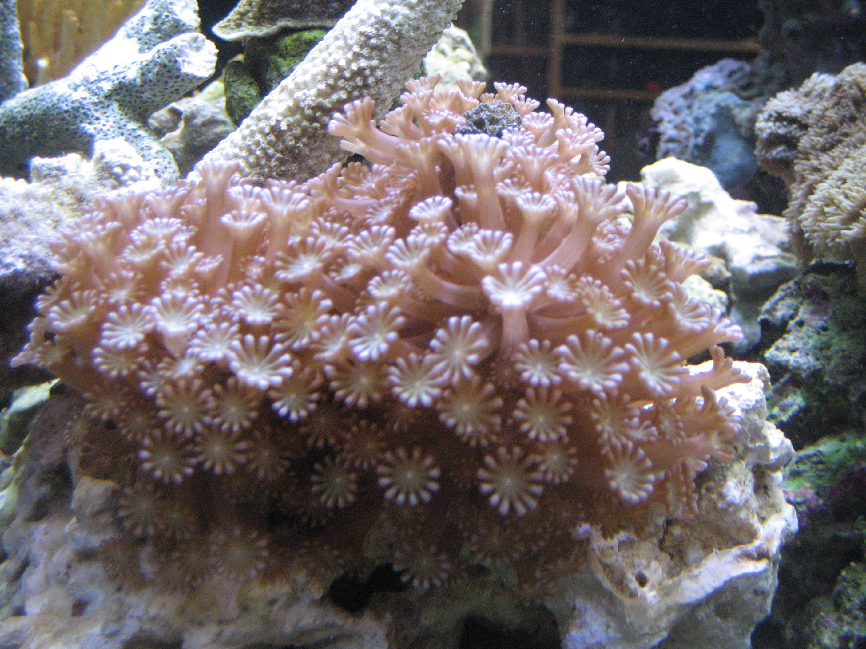 Alveopora (Daisy Coral)