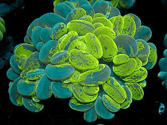 Bubble Coral (Plerogyra sinuosa)