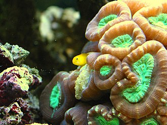Candy Cane Coral (Caulastrea furcata)