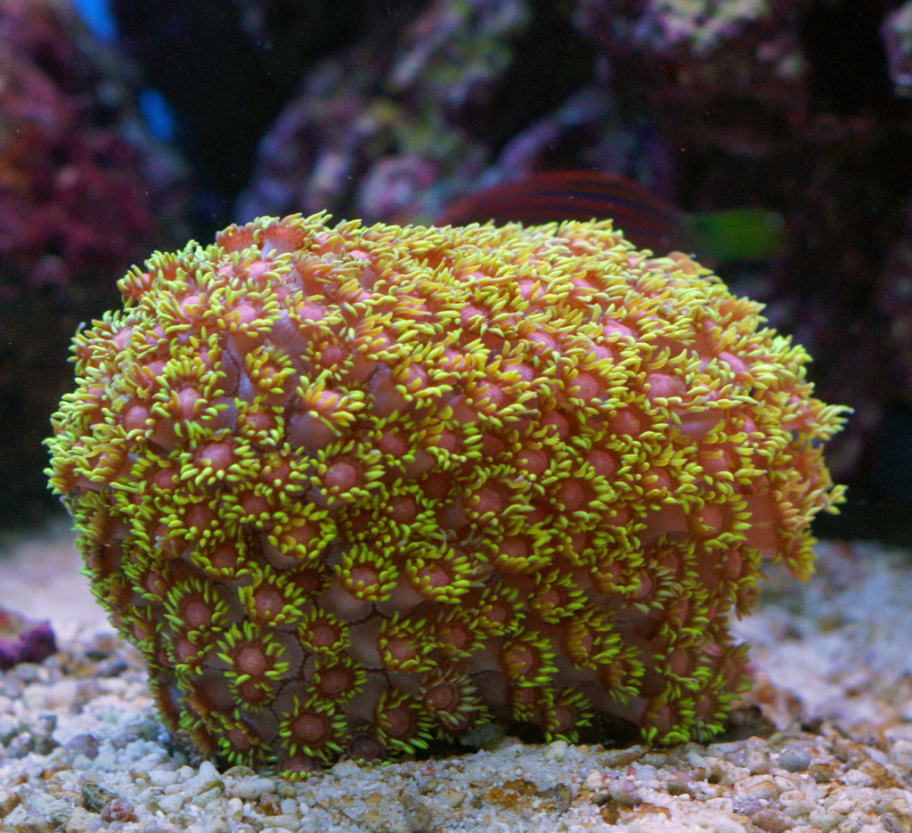 Goniopora (Flowerpot Coral)