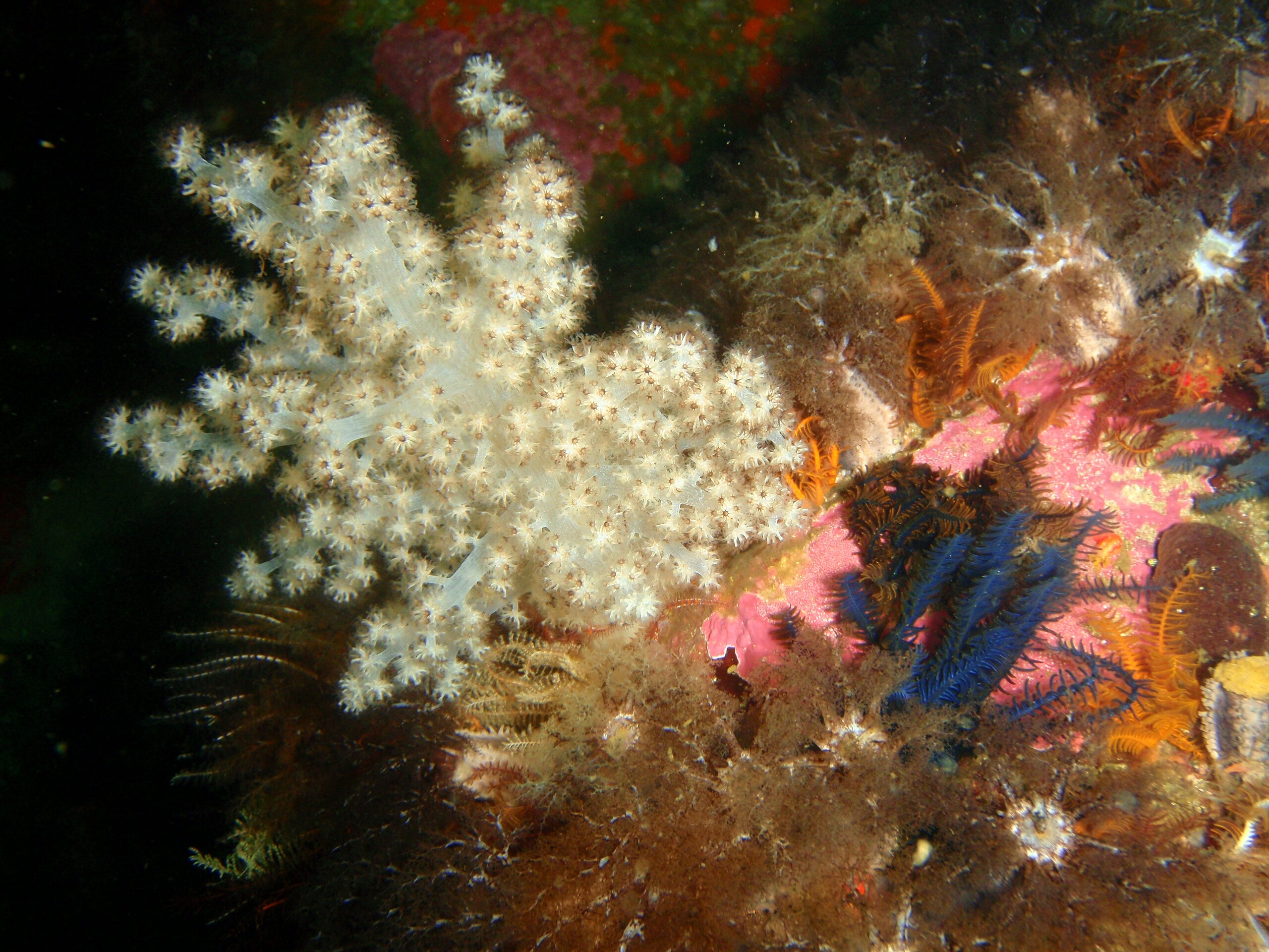 Kenya Tree Coral (Capnella spp.)