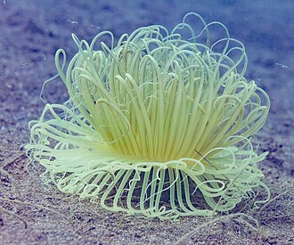 Long Tentacle Anemone (Macrodactyla doreensis)
