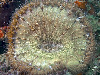 Rock Flower Anemone (Phymanthus crucifer)