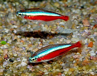 Cardinal Tetra