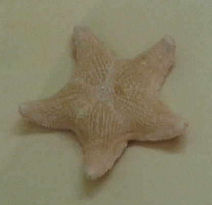 Asterina Starfish - Friend or Foe Guide