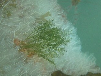 Bryopsis Algae