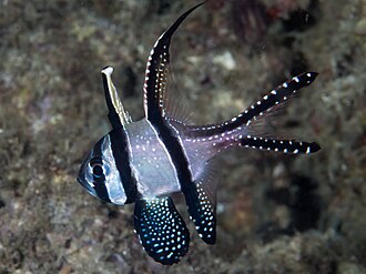 Bangaii Cardinalfish