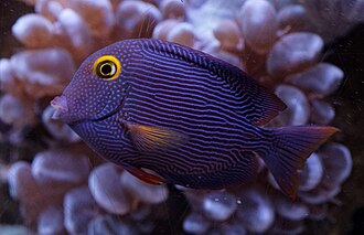 Kole Tang (Yellow Eye Tang)
