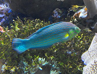 Melanurus Wrasse