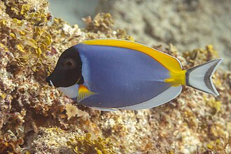 Powder Blue Tang